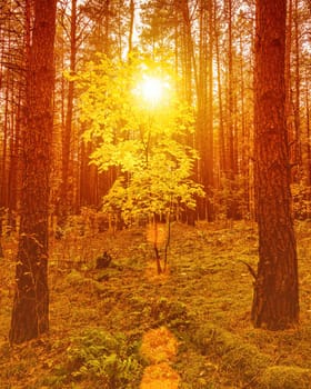 Maple with golden leaves in the autumn pine forest at sunset or sunrise. Sunbeams shining between tree trunks.