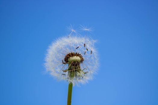 White fluffy dandelion with seeds, against a clear blue sky.