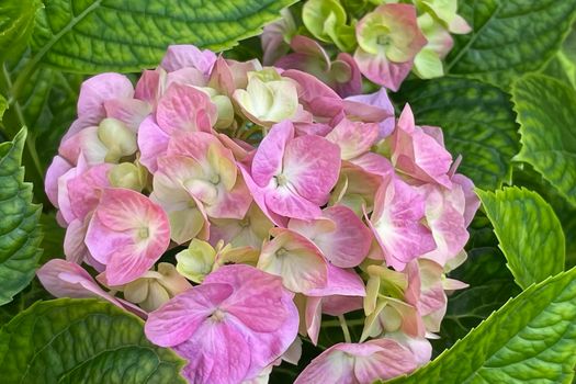 hydrangea flowers with green leaves