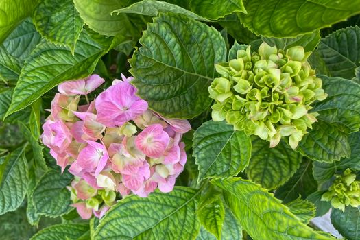 hydrangea flowers with green leaves