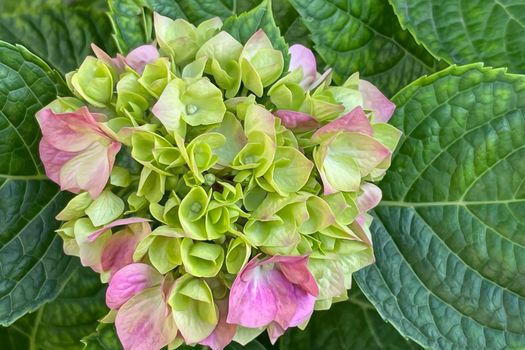 hydrangea flowers with green leaves