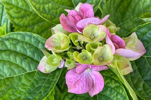 hydrangea flowers with green leaves