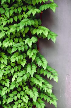Image of green ivy on wall. Nature background