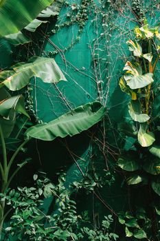 Vertical garden with tropical green leaf. Nature background