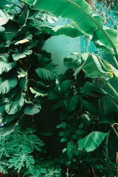 Vertical garden with tropical green leaf. Nature background