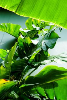 Closeup image of green banana tree leaves outdoors