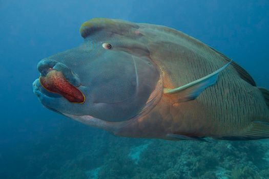 Closeup of large napoleon wrasse fish cheilinus undulatus feeding on giant moray eel while swimming underwater on tropical coral reef