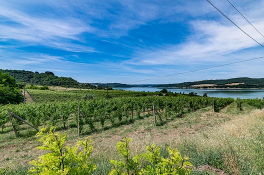 vineyard by the lake for the production of grapes and then to generate wine