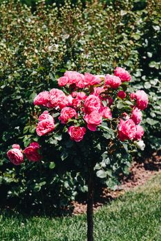 Rose tree with pink roses in a rose garden