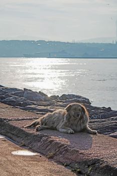 stray dog sitting on the seashore