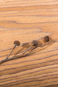 One separate dry leaf  of Autumn times in macro view