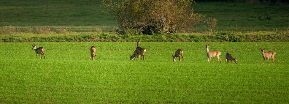 a Deer grazing and relaxing in nature