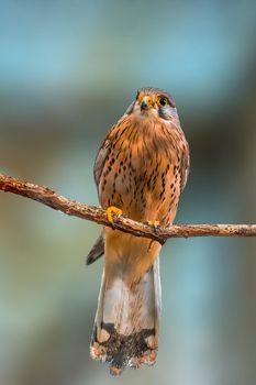 a kestrel watches nature and looks for prey