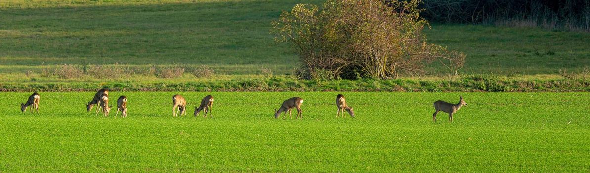 a Deer grazing and relaxing in nature