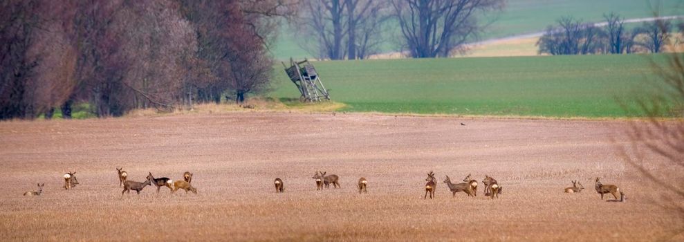 a Deer grazing and relaxing in nature