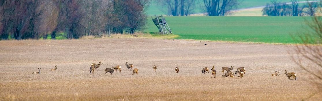 a Deer grazing and relaxing in nature