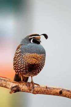 a bird observes nature and looks for food