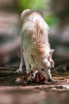 a Wolf in the forest looking for prey