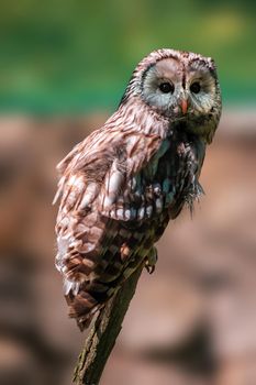 a owl watches nature and looks for prey