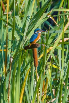 a Kingfisher observes nature and looks for food
