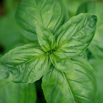 Close up of fresh basil leaves in the garden
