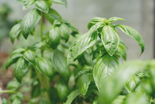 basil plant in the garden or greenhouse