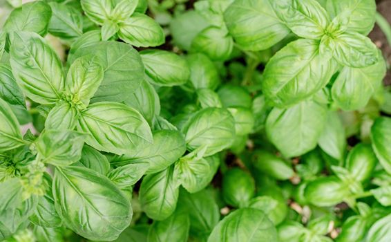 basil plant in the garden or greenhouse