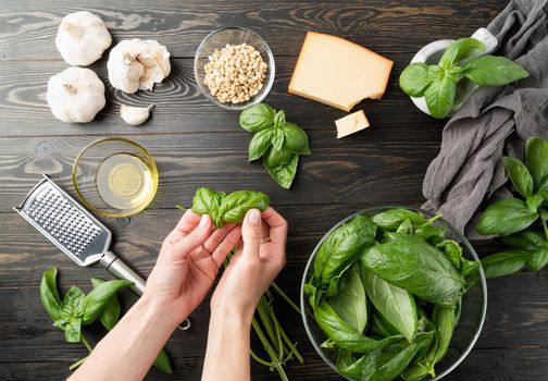 Italian Cuisine. Step by step cooking italian pesto sauce. Step 2 - separating basil leaves from stems