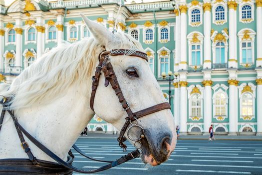 St. Petersburg, Russia - May 10, 2021. A white horse for walks in front of the building of the main imperial palace of Russia Winter Palace. State Hermitage. Selective focus.