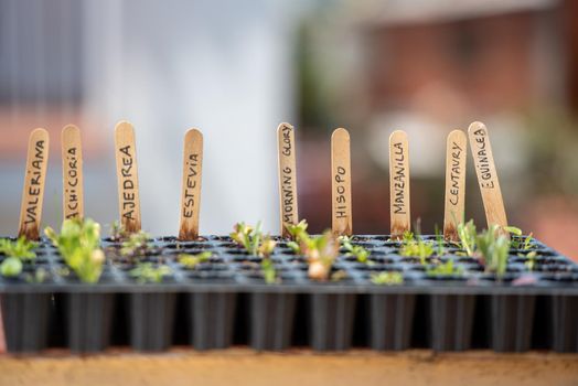 Barcelona, ​​Spain: 2021 May 24: Plant in an urban garden in Barcelona in Summer 2021
