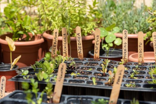 Barcelona, ​​Spain: 2021 May 24: Plant in an urban garden in Barcelona in Summer 2021