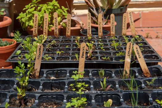 Barcelona, ​​Spain: 2021 May 24: Plant in an urban garden in Barcelona in Summer 2021