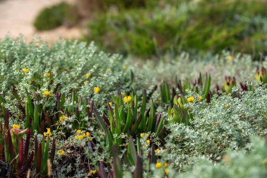 Flowers Formentera beach of Calo d es Mort in Balearic Islands.