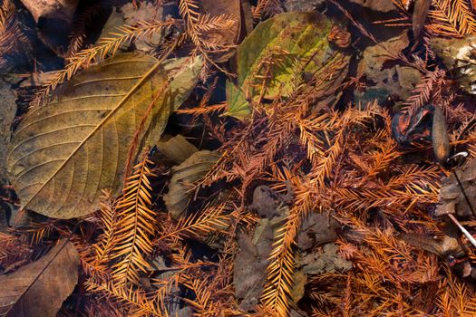 Texture background of autumn season with leaves