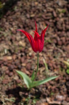 Red color tulip flowers bloom in the garden
