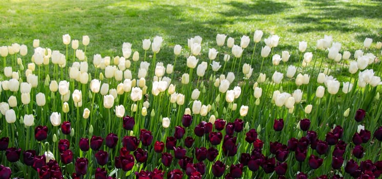 Blooming tulips  flowers in  as  floral plant  background