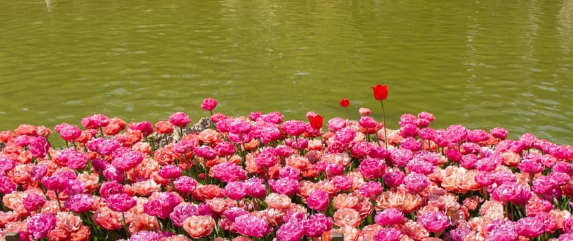 Colorful tulip flowers bloom in spring beside a pond