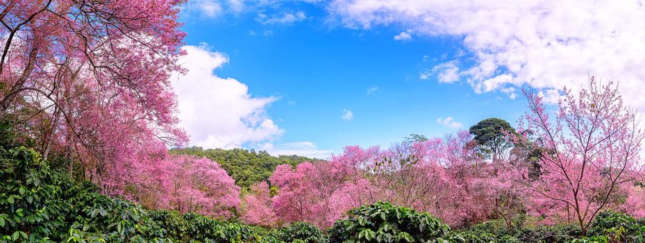 Blossom of Wild Himalayan Cherry (Prunus cerasoides) or Giant tiger flower at khun chang kian , Chiangmai , Thailand