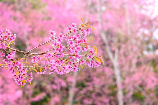 Blossom of Wild Himalayan Cherry (Prunus cerasoides) or Giant tiger flower in Thailand. Selective focus.