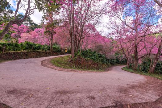 Blossom of Wild Himalayan Cherry (Prunus cerasoides) or Giant tiger flower at khun chang kian , Chiangmai , Thailand