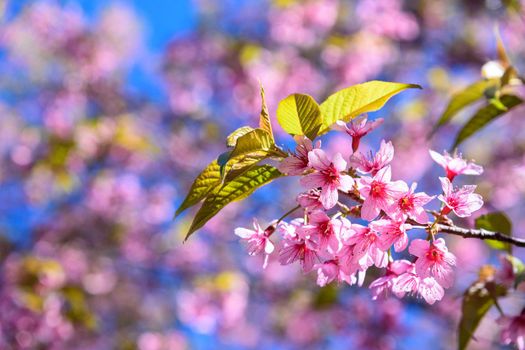 Blossom of Wild Himalayan Cherry (Prunus cerasoides) or Giant tiger flower in Thailand. Selective focus.