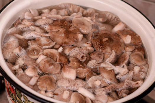 edible entoloma mushrooms are prepared for dinner in a saucepan.