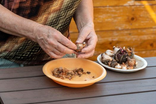 The grower cleans the tulip bulbs from soil and wet peels before processing and drying