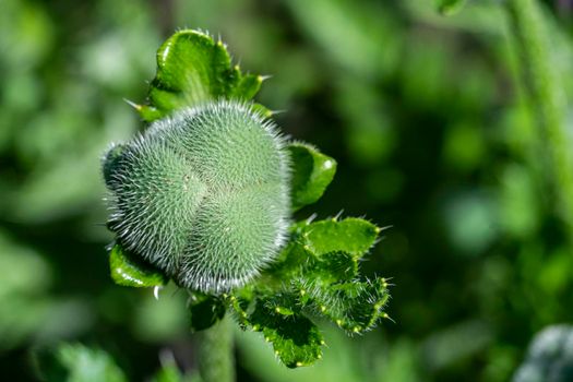 Green Unopened buds head Persian white bread seed poppy