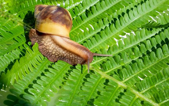 Achatina fulica, a giant snail crawling on a green fern leaf.
