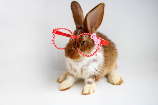 A small brown rabbit with white spots sits in red fashionable glasses on a white background.
