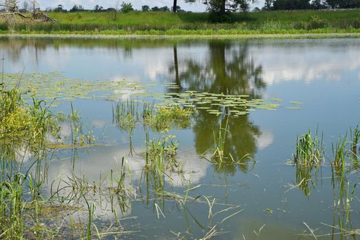 On the shores of an old lake on a hot June day