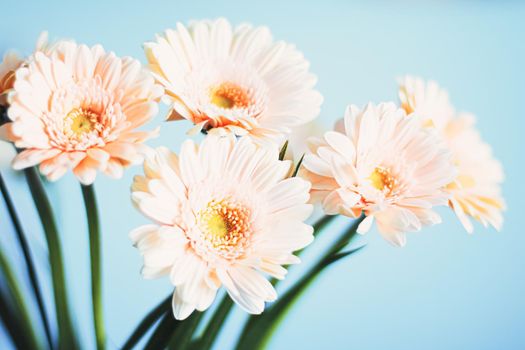 Beauty of a daisy flower, floral art and beauty in nature.