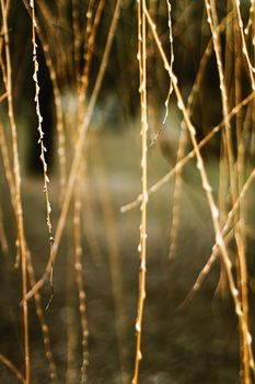 Nature background in early spring or autumn, cold weather in botanical garden.