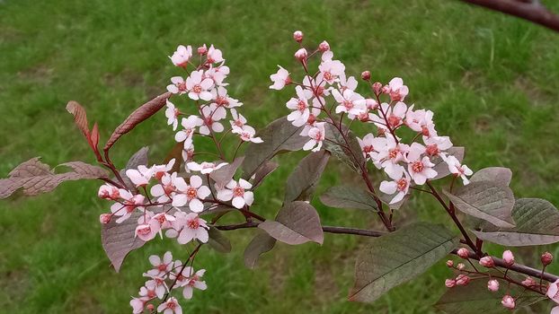 Blossom tree over nature background Spring flowers Spring Background, sakkura bloom. Sakura Flowers Background. Spring Sacura Blossom.